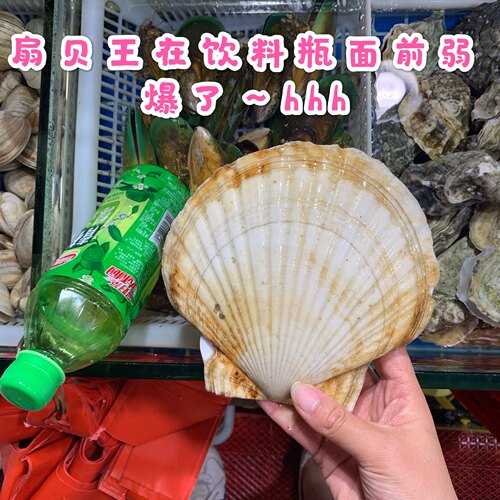 上海4两-1斤一只鲜活扇贝王野生海鲜新鲜大连獐子岛水产超大扇贝 - 图1