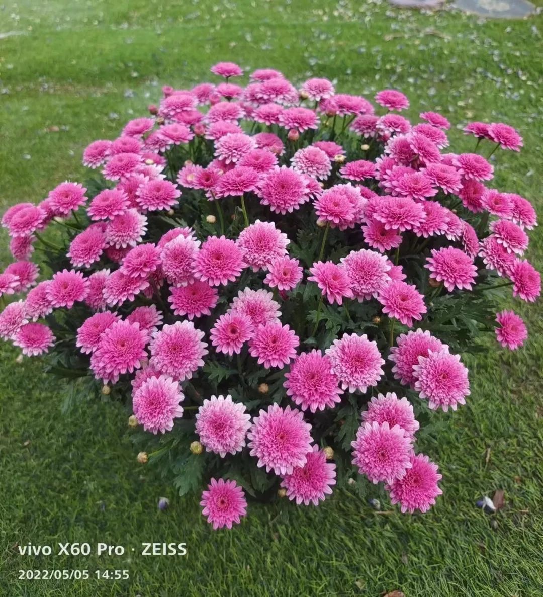 盆栽玛格丽特花苗带花菊花多年生大苗小苗四季耐寒阳台庭院花卉-图2