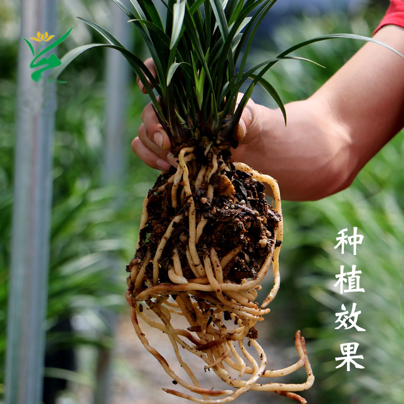 兰花专用土营养土松树皮植料兰花土君子兰石斛多肉土家用兰科花土-图2