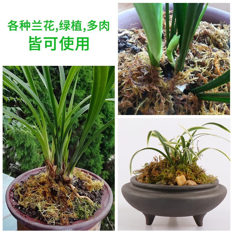 盆栽铺面装饰水苔兰花种植苗木干苔藓石斛水草青苔宠物龟冬眠铺垫,淘宝优惠券,粉丝福利购,淘宝优惠卷