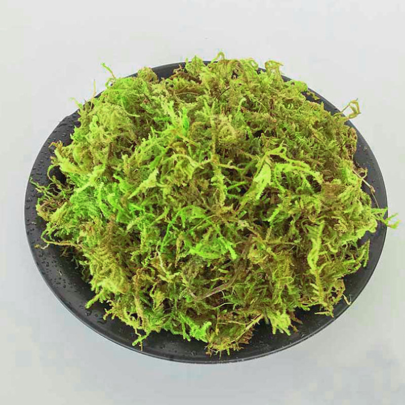 盆栽铺面装饰水苔兰花种植苗木干苔藓石斛水草青苔宠物龟冬眠铺垫,淘宝优惠券,粉丝福利购,淘宝优惠卷