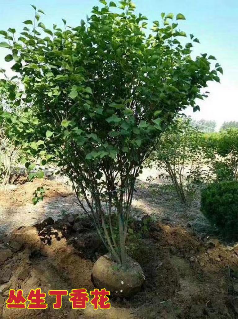 丁香花树苗庭院别墅丛生紫丁香花苗盆栽浓香花卉耐寒大型风景树种-图2