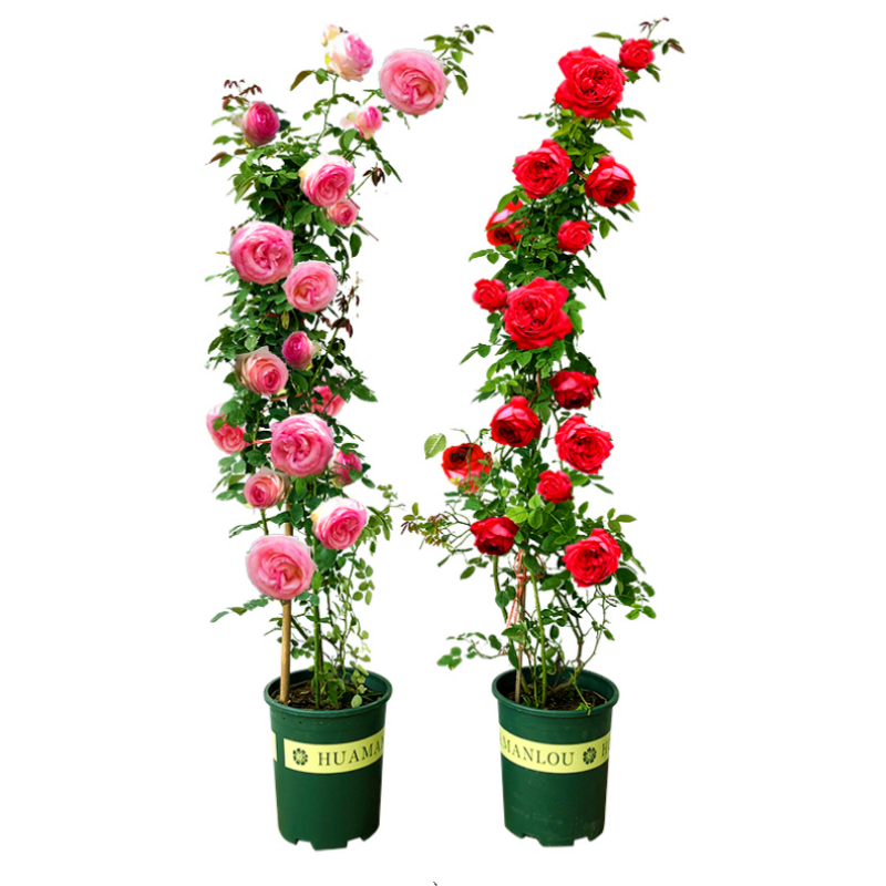 欧月藤本月季大苗蓝色阴雨盆栽月季花苗多季开花庭院爬藤浓香花卉,淘宝优惠券,粉丝福利购,淘宝优惠卷