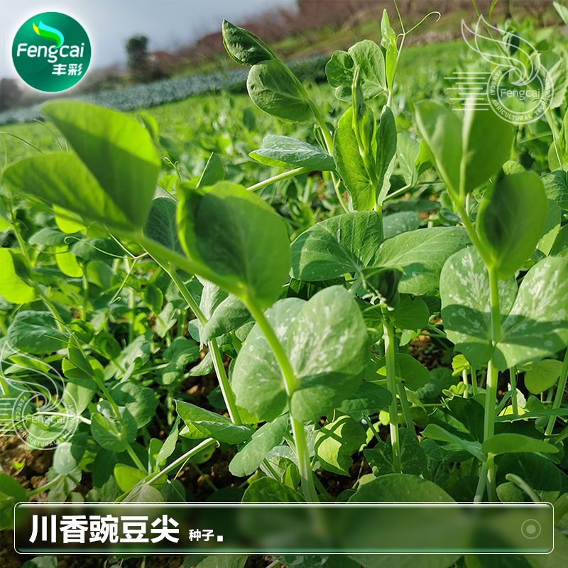 四川大无须豌豆尖种子豌豆苗籽豌豆颠种籽水培秋季种植蔬菜籽大全