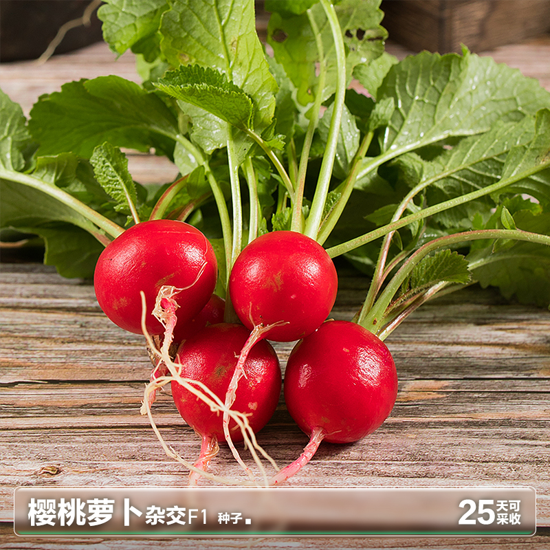 樱桃小红萝卜籽樱桃萝卜种子种籽苗菜籽水果四季盆栽蔬菜种孑大全,淘宝优惠券,粉丝福利购,淘宝优惠卷