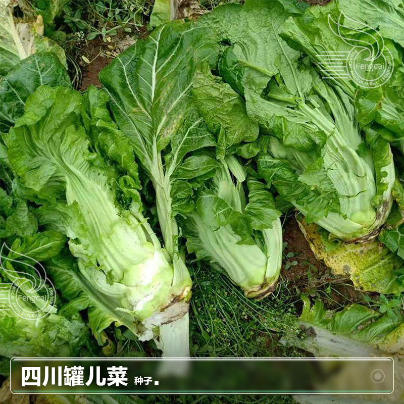 四川罐儿菜种子芥菜种籽子青菜头四季种植秋后秋季蔬菜籽种孑大全,淘宝优惠券,粉丝福利购,淘宝优惠卷