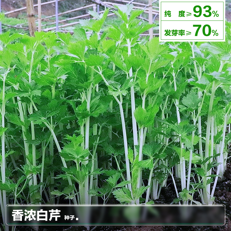 空心白芹菜种子种籽四季小香芹苗阳台春季种植盆栽蔬菜籽种孑大全 - 图1