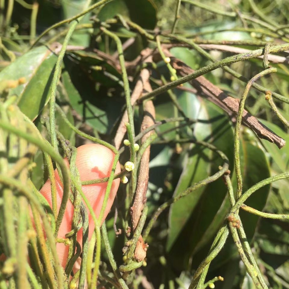 野外无根藤 无头藤 金丝藤 罗网藤 晒干无根草  新鲜菟丝子中草药 - 图2