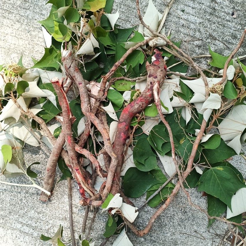 深山 白背叶根 白鹤草根 叶下白根 白背木根 白背娘根中药材500克