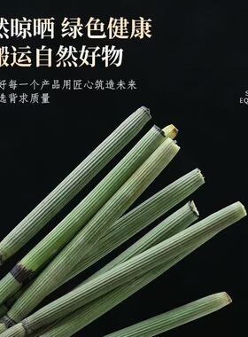 野生木贼草长节节草擦牙磨牙