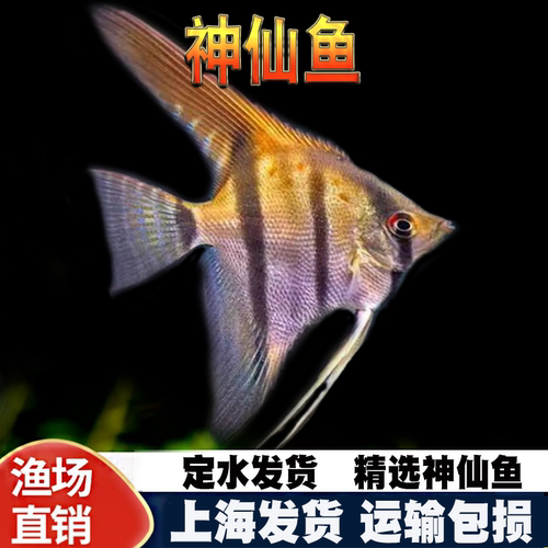 神仙鱼秘鲁燕子鱼热带鱼观赏鱼活体鱼三色神仙熊猫神仙水族新手鱼 - 图2