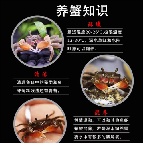 观赏蟹活体宠物活螃蟹迷你辣椒蟹相手蟹恶魔蟹蜘蛛蟹豹点蟹寄居蟹 - 图1