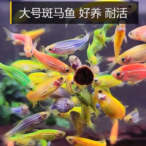 大号荧光彩色红蓝斑马鱼蝶翼长尾长鳍活体冷淡水练手小型热带观赏 - 图1