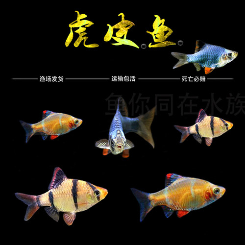 虎皮鱼绿虎皮蓝荧光金虎皮四间小型热带观赏鱼活体草缸鱼群游包邮 - 图2