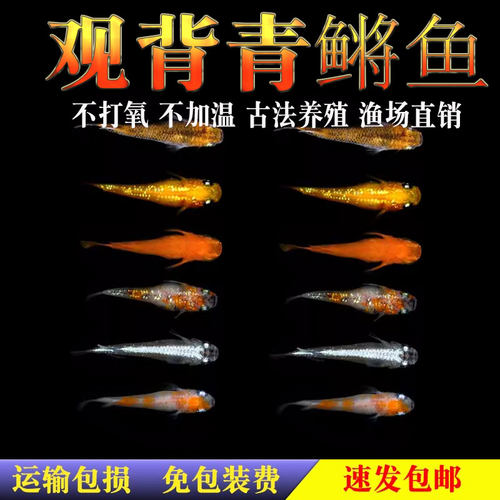 观背青鳉鱼观赏鱼魔法鱼冷水鱼青小型锦鲤淡水鱼不打氧好养活体 - 图1