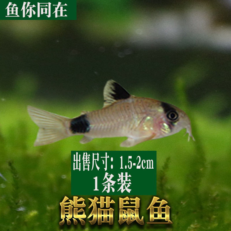 底栖鱼清道夫垃圾白老鼠除藻熊猫珍珠金苔鼠清洁观赏热带宠物活体-图1