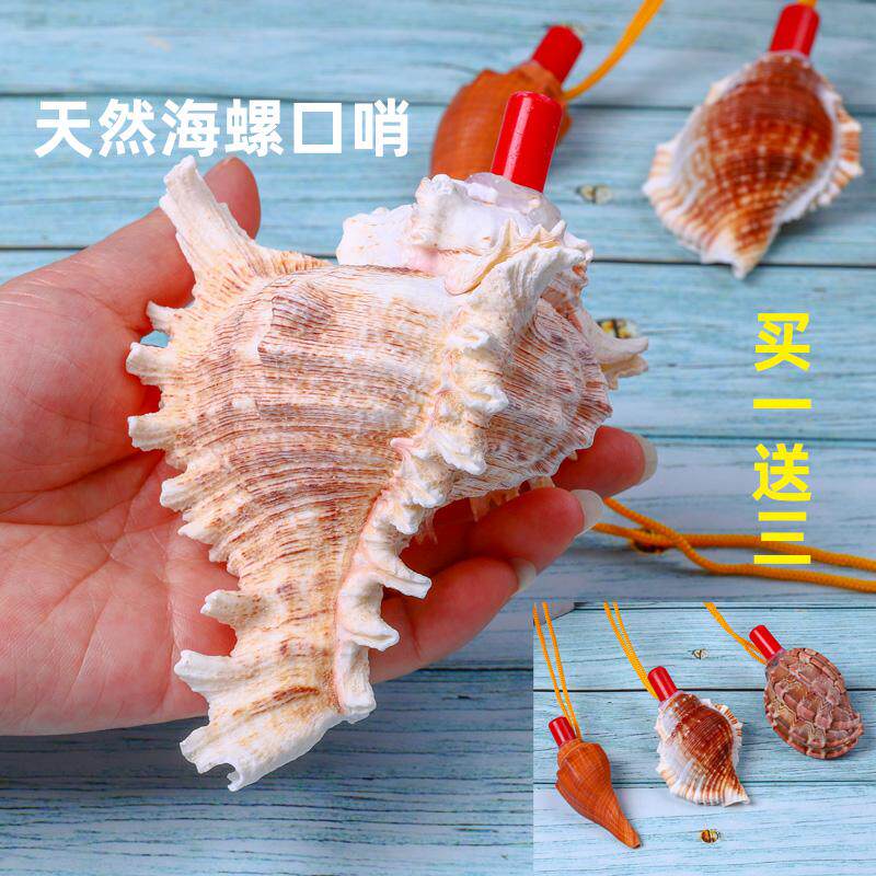  晶嘉悦海螺/贝壳/珊瑚