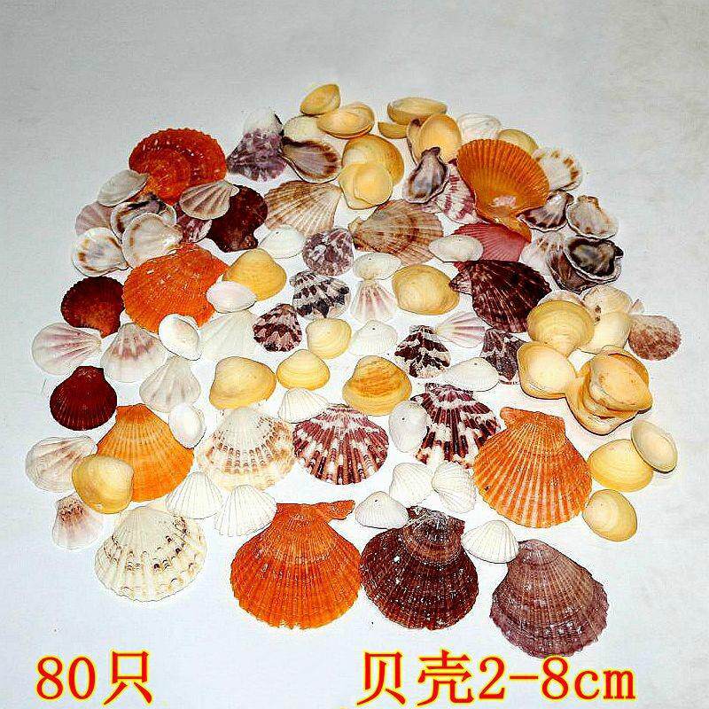  晶嘉悦海螺/贝壳/珊瑚