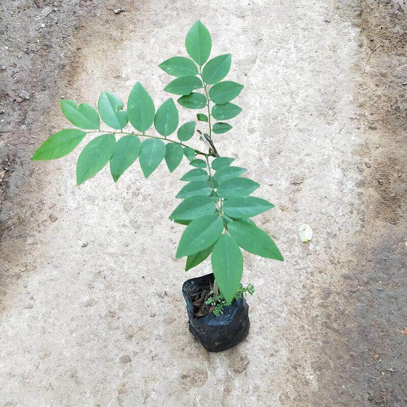 名贵苗木正宗海南黄花梨树苖黄花梨苗降香黄檀红木黄花梨-图1