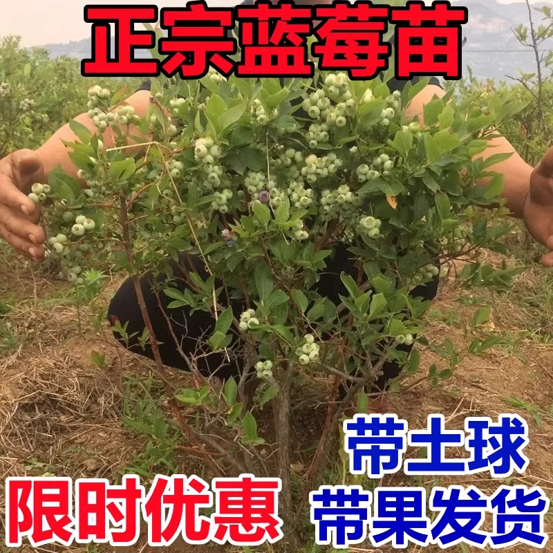 蓝莓树果苗蓝莓苗盆栽地栽果苗带大果南北方种植苗兔眼绿宝石果树 - 图1