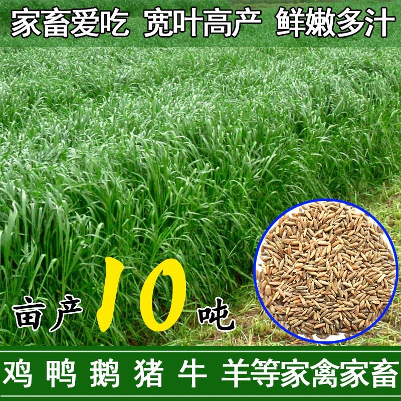 进口耐寒黑麦草种籽多年生四季养牛羊鸡鹅兔鱼黑麦草子种牧草种籽_虎窝淘