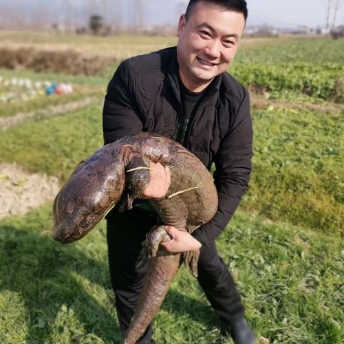 2.5斤一条娃娃鱼鲜活食用活体生鲜大鲵宠物水产淡水鱼肉质鲜美 - 图0