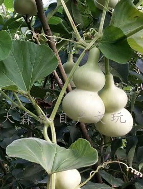 天然文玩大小八宝胖墩子蚂蚁草里金亚腰本长三庭手捻酒葫芦种子籽