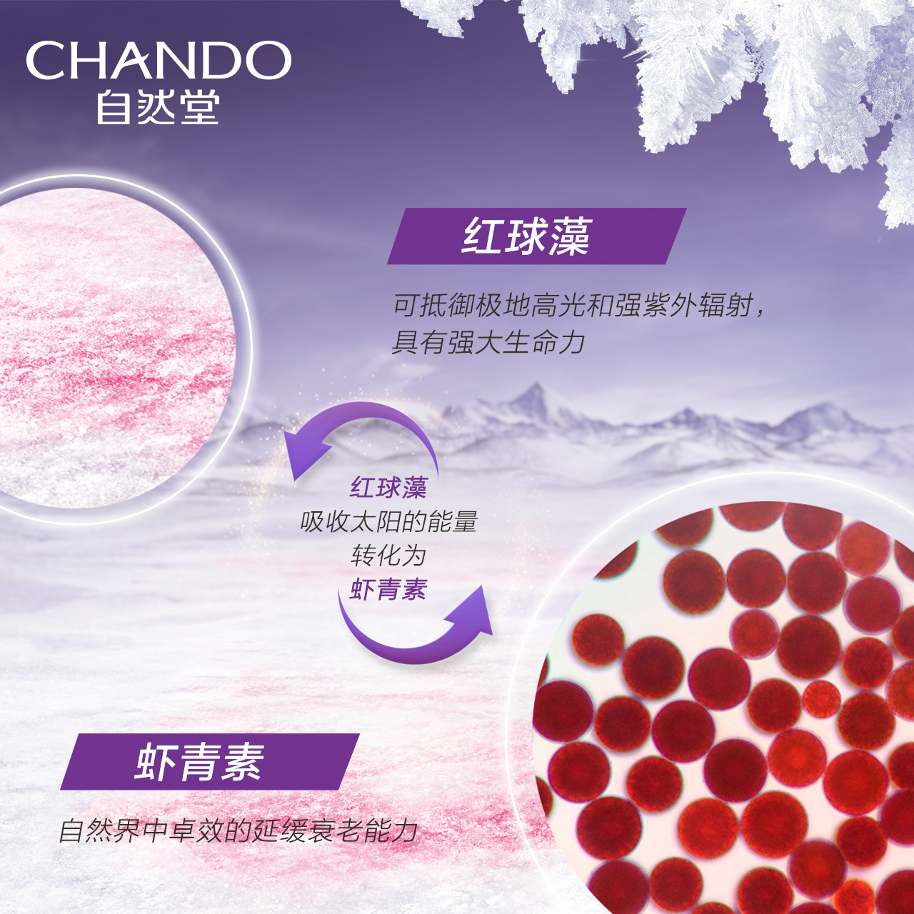 淡化細紋補水滋潤爽膚水 自然堂凝時鮮顏冰肌水 CHANDO 滋潤型 淡化細紋補水滋潤爽膚水 自然堂凝時鮮顏冰肌水 CHANDO 滋潤型