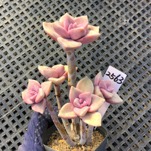 一物一拍 老桩紫乐多肉植物 淡紫色绿植花卉组合盆栽 美观趣味肉 - 图1