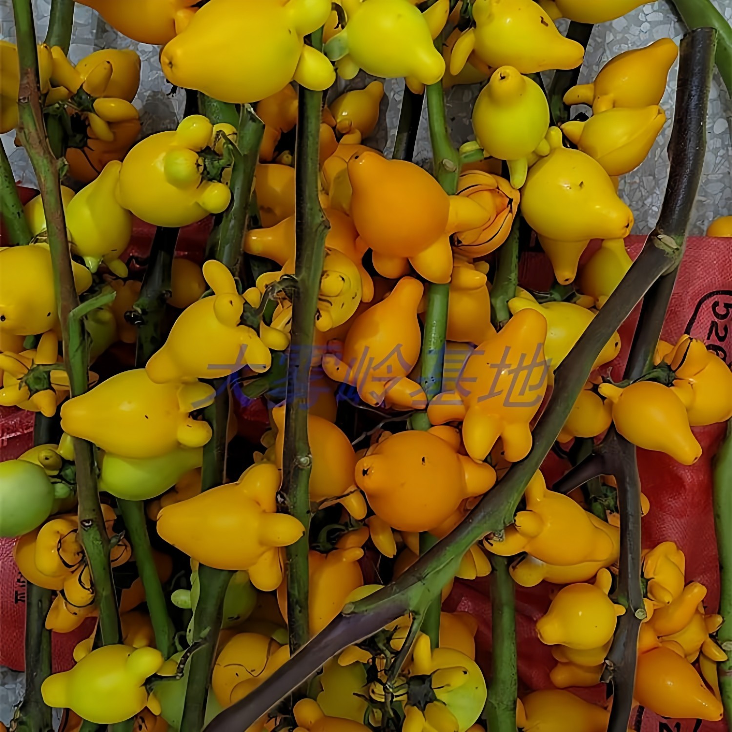 正宗黄金果鲜花五代果新鲜五代同堂枝条装饰摆件年花装饰鲜切花材,淘宝优惠券,粉丝福利购,淘宝优惠卷