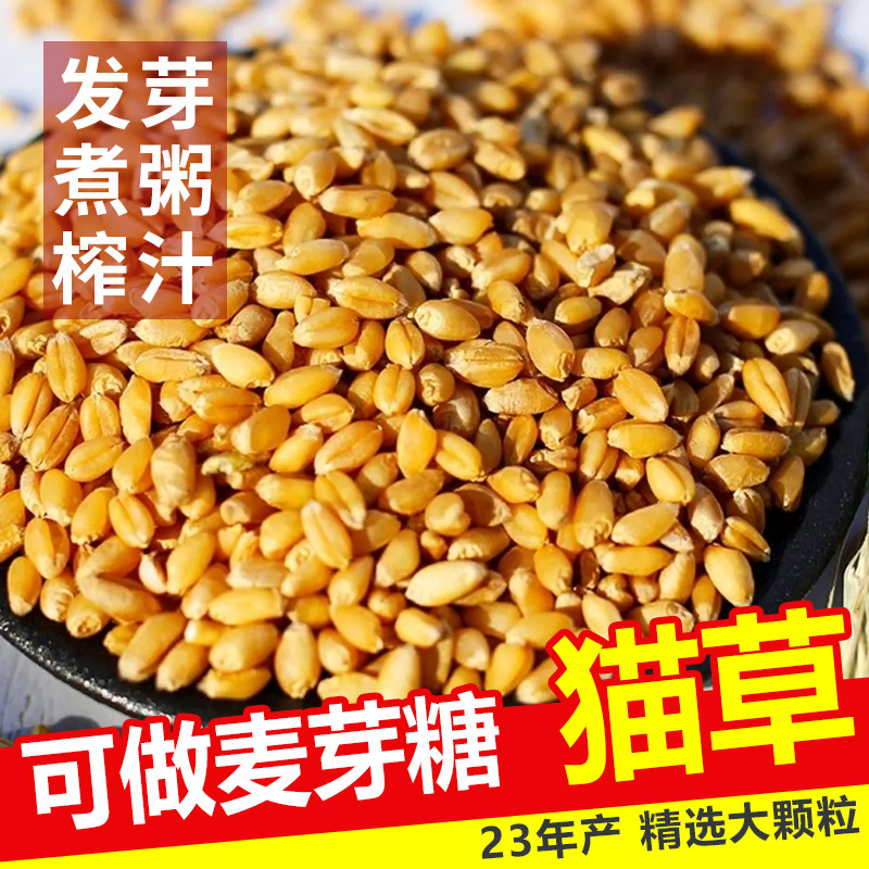 小麦种子水培猫草种子小麦粒食用带麸皮磨面小麦子麦芽糖榨汁麦籽 - 图0