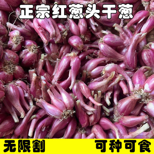 云南正宗黄葱头发芽红葱小香葱种植当季火葱干葱头阳台盆栽批发 - 图0