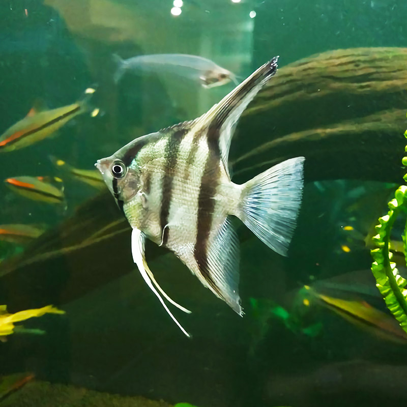 秘鲁燕鱼神仙鱼小型热带鱼观赏鱼水族宠物淡水鱼活体鱼草缸鱼 - 图0