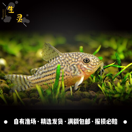 珍珠鼠鱼黄翅珍珠鼠观赏鱼鼠鱼底层鱼吃残渣工具鱼熊猫鼠淡水草缸 - 图2
