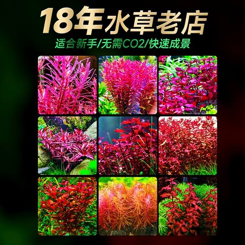 Водные растения сажают рыбную аквариуму экологический ландшафтный дизайн, нынешняя рыба, нынешняя негативные зеленые растения Восхождение на жемчужную гидропонную воду орхидеи