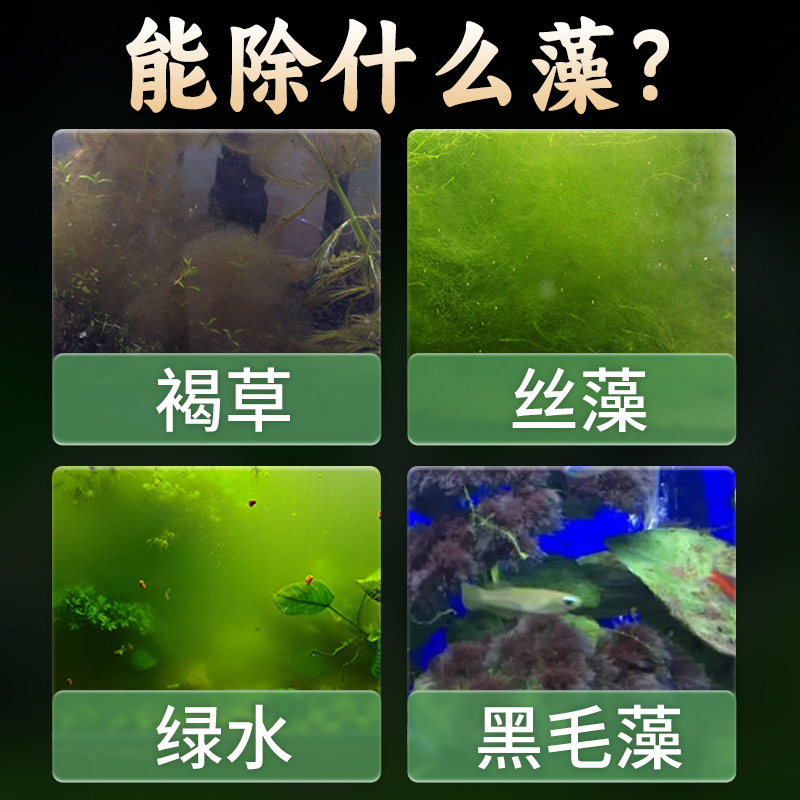 观赏螺淡水苹果螺鱼缸除藻工具吃藻清缸清理小宠物黄金螺大号蜗牛 - 图1