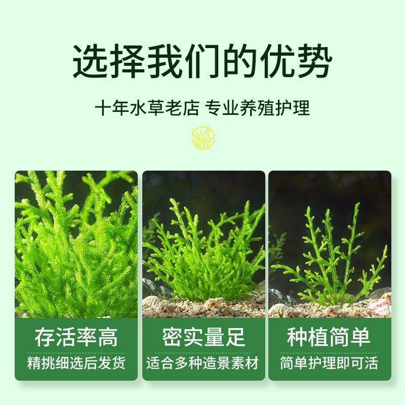 鹿角苔鹿角藓水草懒人阴性净化水质无土耐低温真水草鱼缸造景套餐-图0