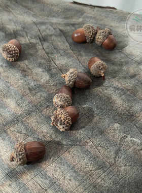 壳斗科橡果橡子手作标本装饰画