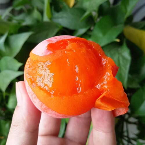 陕西临潼火晶柿子树苗嫁接无核南方北方别墅庭院盆栽地栽当年结果 - 图2