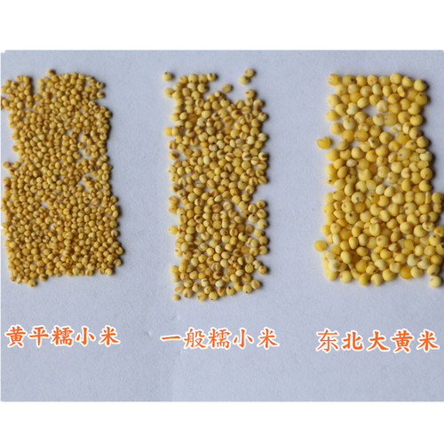 贵州糯小米老品种小黄米 贵州小米渣原料五谷杂粮月子米新米 500g - 图1