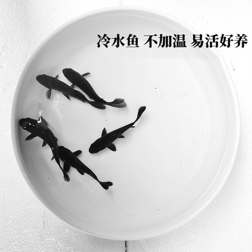 小黑鱼淡水鱼观赏鱼鱼苗活体黑鱼活鱼锦鲤鱼冷水鱼好养的金鱼小鱼 - 图0
