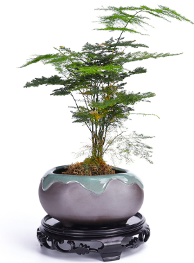 仿木质中式鱼缸奇石花盆托盘加厚底盘垫接水盘圆形底托底座长方形