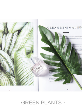 极简ins 高档仿真树叶龟背叶子拍照道具摄影背景摆拍装饰拍摄道具