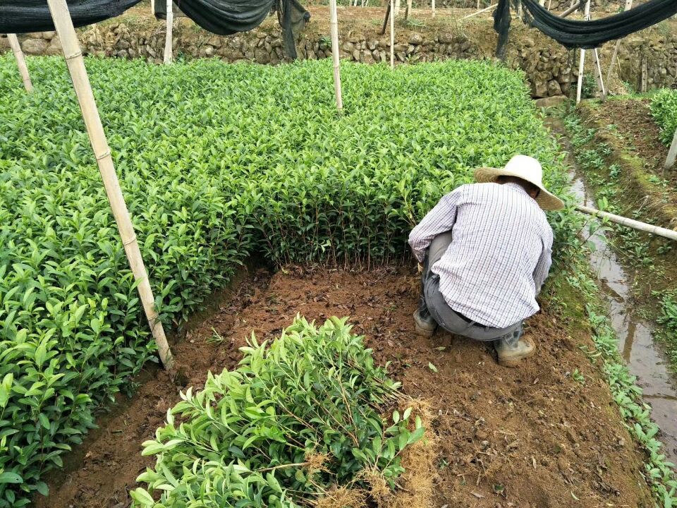 茶叶苗南方种植龙井茶叶树苗安吉白茶茶叶苗铁观音茶树苗绿茶-图1