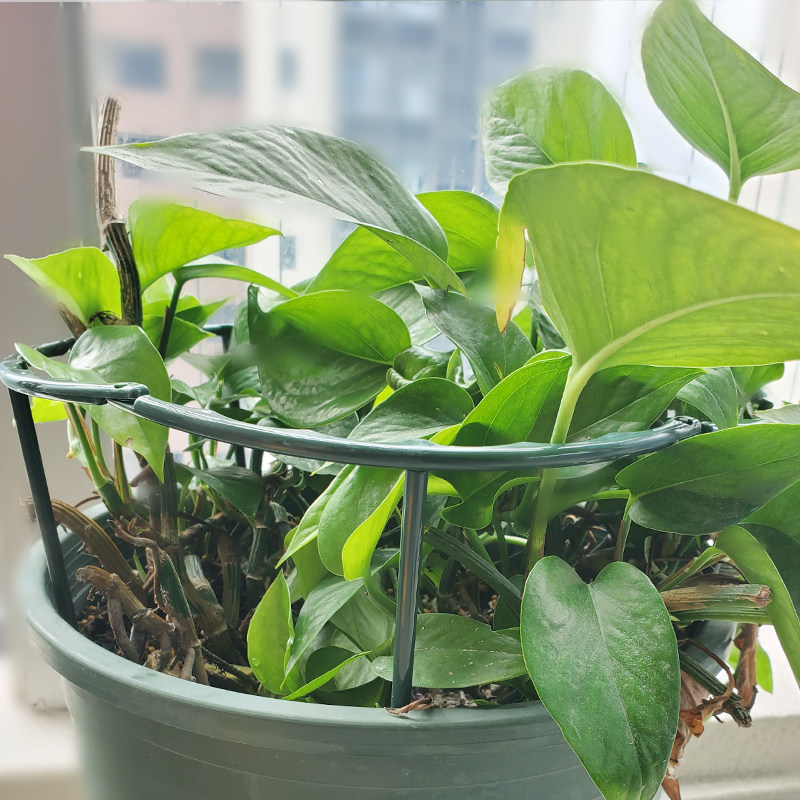 单层可连接盆栽花支架圆圈蟹爪兰绣球固定防倒伏护叶护根茎支撑架,淘宝优惠券,粉丝福利购,淘宝优惠卷