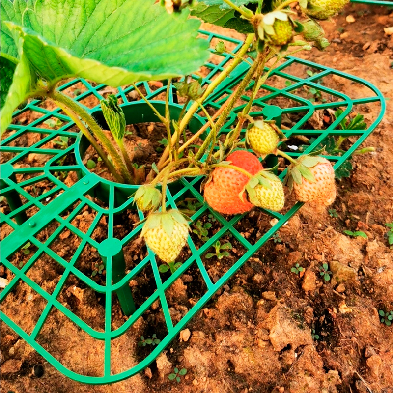 花架草莓支架太阳花托盘架子盆栽果实防倒护叶支撑架新款园艺用品 - 图0