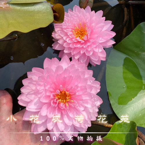 耐寒睡莲开花超多 正品莲花对版带花发货  全年开花盆种鱼缸池塘 - 图3