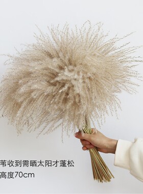 ins田园风芦苇干花花束真花客厅