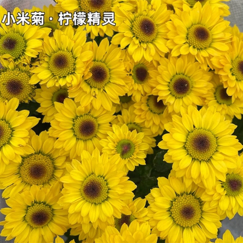 东篱园艺小米菊耐寒耐热花苗秋菊室内外阳台盆栽庭院花卉多头群开 - 图2