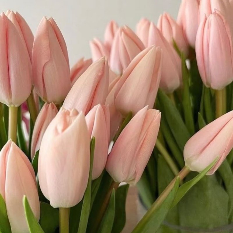 法郁水蜜桃郁金香 一扎10枝欧式轻奢日常瓶插 花束礼盒婚礼手捧花,淘宝优惠券,粉丝福利购,淘宝优惠卷